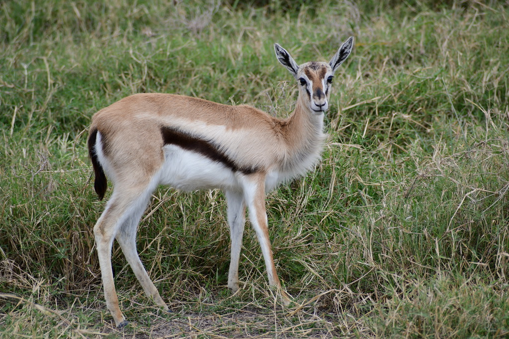 Ngorongoro Crater